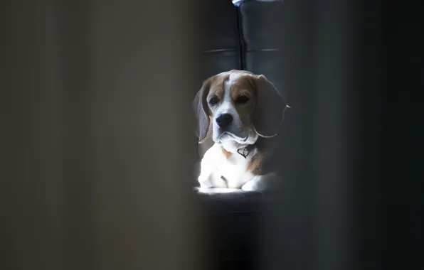 Background, dog, Beagle