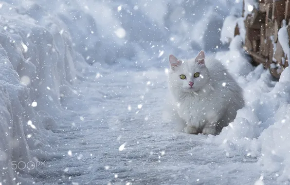 Winter, cat, white, snow