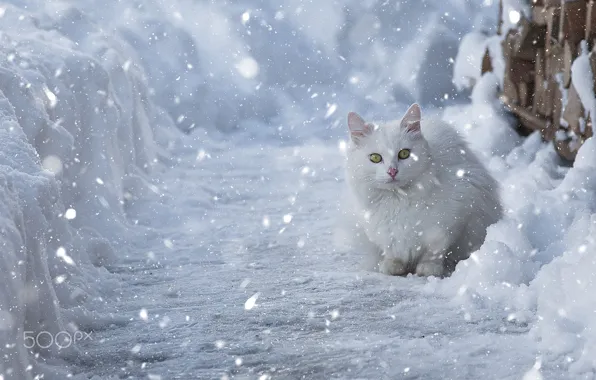 Winter, cat, snow, white