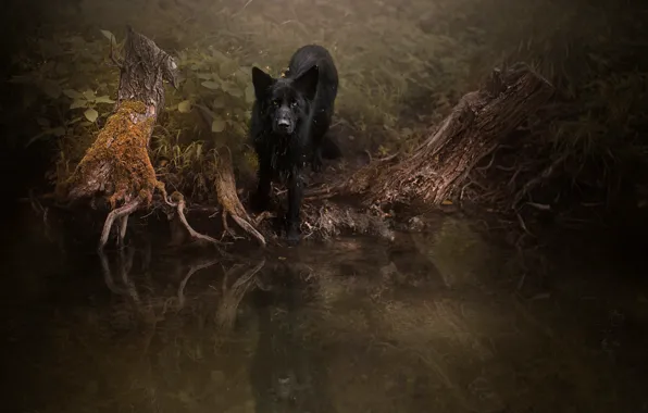 Picture forest, look, roots, reflection, the dark background, thickets, dog, black