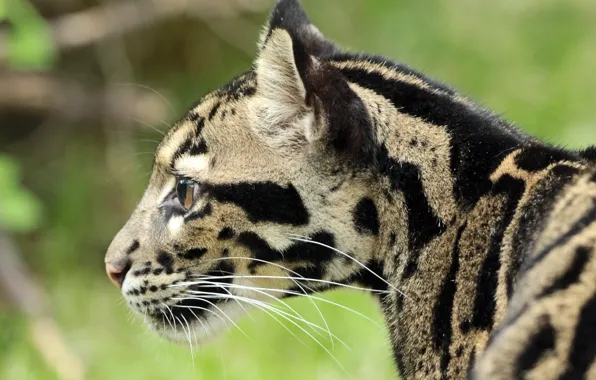 Wool, color, Clouded leopard