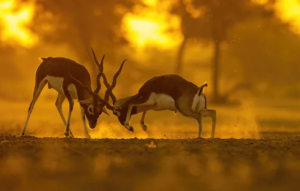 Pair, fight, antelope, antelope, horned antelope, Garnier