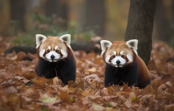 Autumn, forest, pose, tree, glade, foliage, red Panda, a couple