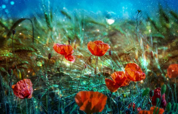 Summer, flowers, glade, Mac
