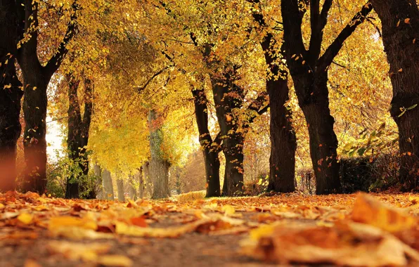 Picture autumn, forest, trees, Park, foliage, alley, falling leaves, autumn leaves