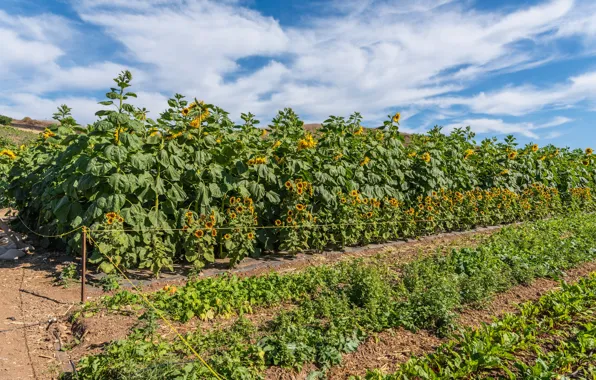 Field, sunflowers, photo, the bushes