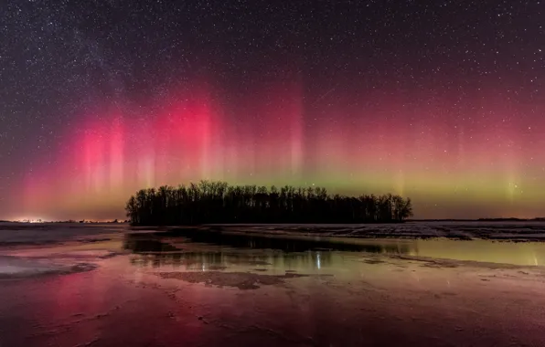 The sky, stars, trees, Northern lights