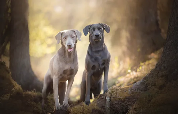 Bokeh, two dogs, Silver Labradors