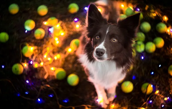 Look, each, dog
