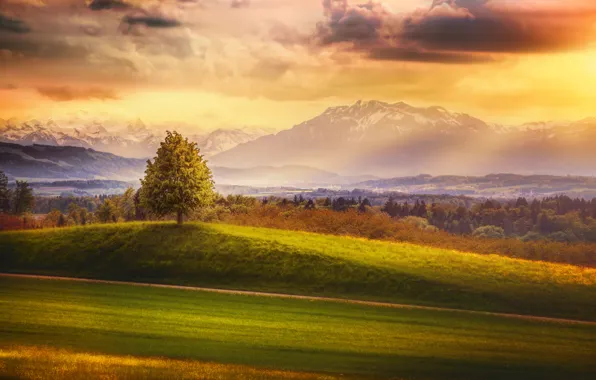 Picture forest, the sky, clouds, mountains, tree, treatment, Switzerland, Somewhere