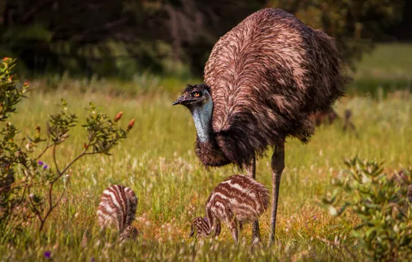 Bird, glade, ostrich, Chicks, ostrich