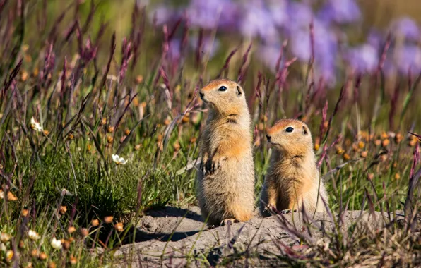 Grass, two, a couple, gopher, stand, bokeh