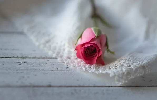 Flowers, background, roses