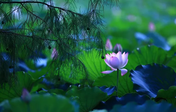 Picture greens, leaves, light, flowers, branches, blue, nature, pond