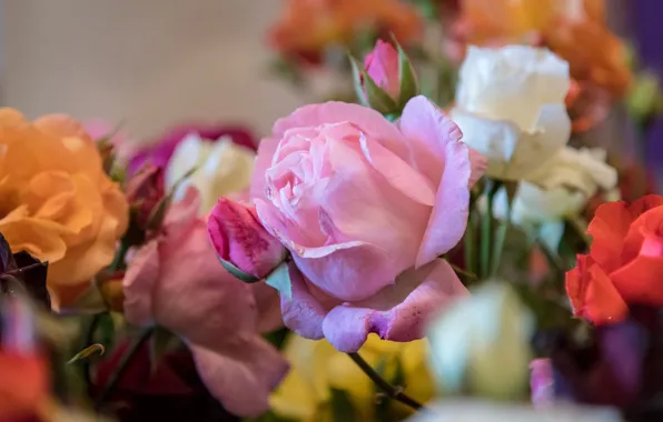 Macro, flowers, roses, bouquet, pink, white, orange, buds