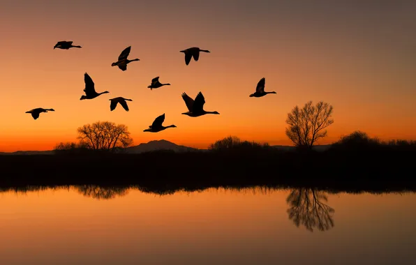 Picture animals, the sky, clouds, landscape, sunset, nature, horizon, glow