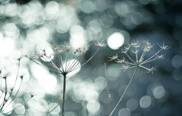 Glare, stream, spring, umbrellas, bokeh