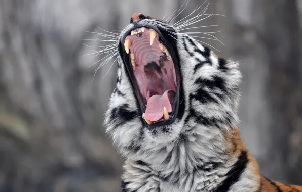 Language, face, predator, mouth, fangs, wild cat, yawns, the Amur tiger