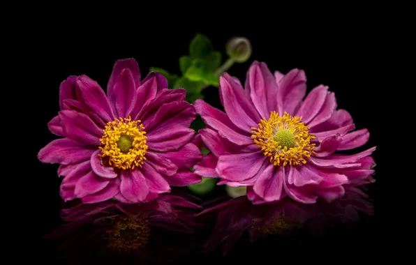 Picture flowers, pink, black background, anemones