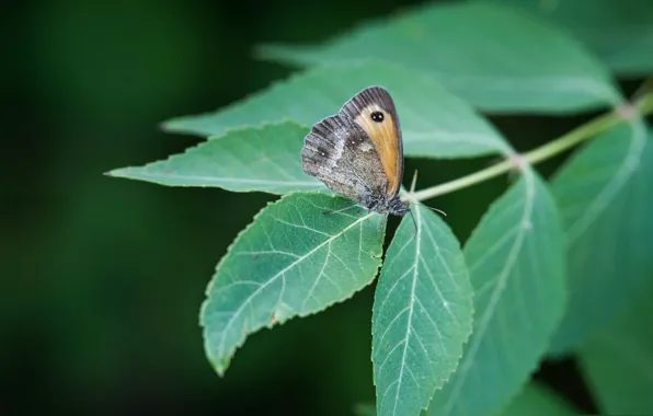 Picture leaves, macro, butterfly