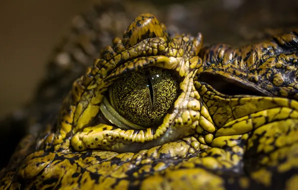 Macro, eyes, crocodile