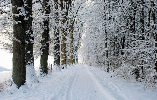 Road, forest, snow