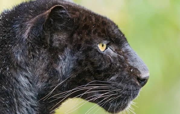 Picture cat, Panther, leopard, profile, ©Tambako The Jaguar