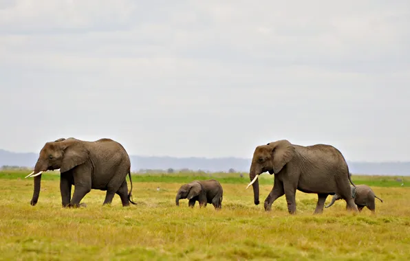 Field, the sky, clouds, elephant, horizon, Savannah