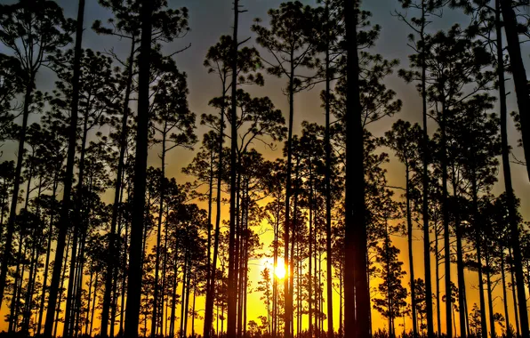 Forest, trees, sunset, Sunrise, Florida