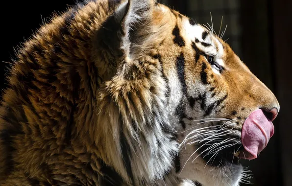Language, face, tiger, the dark background, predator, profile, wild cat