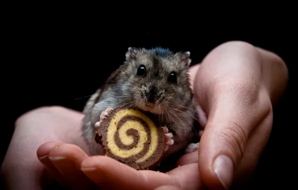 Picture hamster, hands, cookies, fingers.