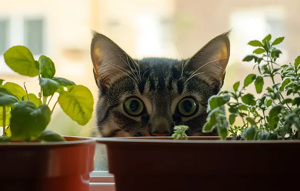 Cat, cat, look, light, pose, grey, plants, window