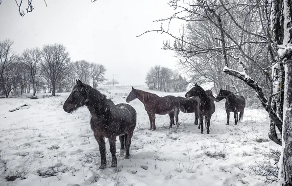 Picture winter, snow, horses