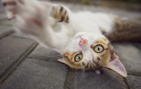 Cat, cat, look, pose, tile, the game, lies, face