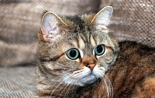 Cat, cat, look, face, close-up, grey, background, sofa
