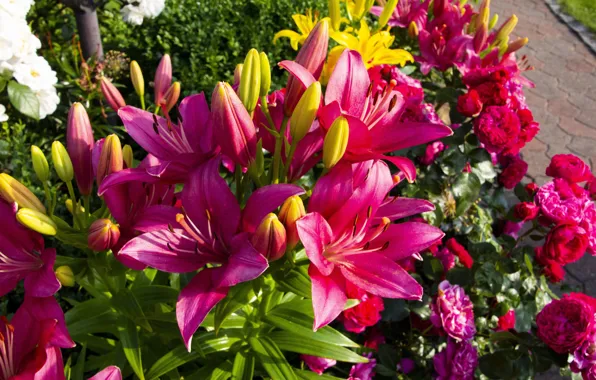 Summer, flowers, Park, bright, Lily, roses, yellow, garden