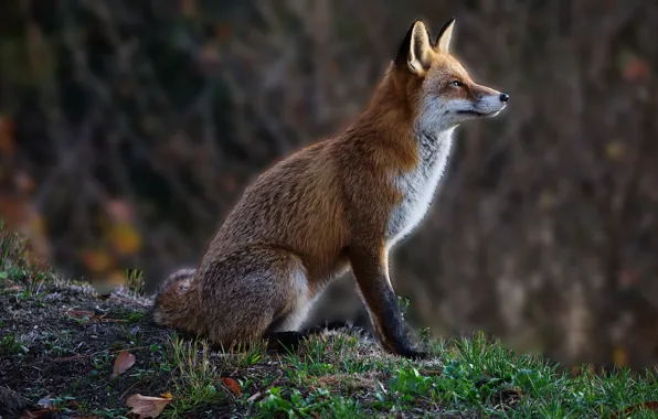 Fox, fox, bokeh