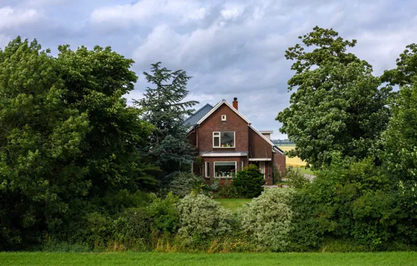Picture greens, field, grass, trees, home, garden, Netherlands, the bushes