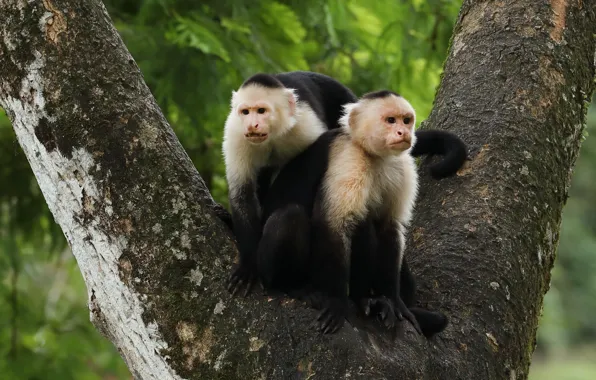 Nature, tree, two, pair, monkey, monkeys, a couple, Duo