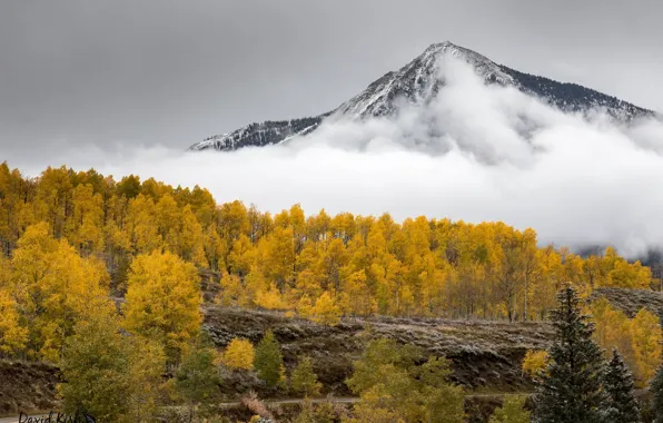 Autumn, forest, landscape, mountains