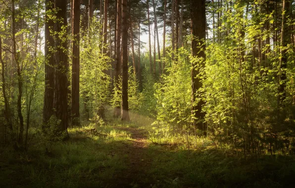 Greens, forest, grass, light, trees, branches, nature, thickets