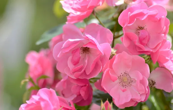 Macro, pink, roses