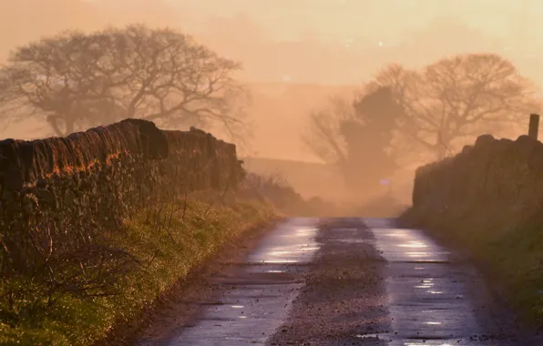 Road, landscape, fog, morning
