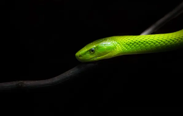 Picture nature, snake, Uzkogolovyj Mamba