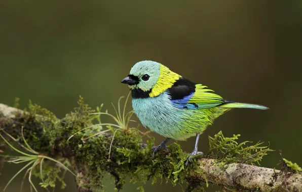 Picture bird, beak, tail, green Tanagra