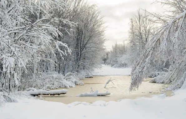 Nature, Winter, Trees, Snow