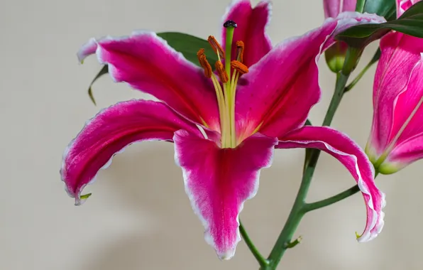 Macro, Lily, petals, stamens