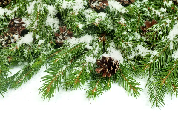 Snow, spruce, branch, bumps
