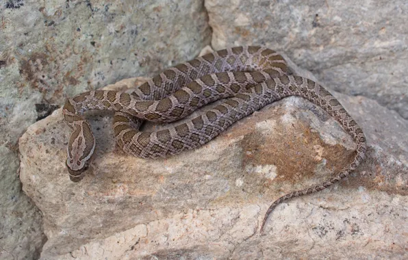 Rock, stones, snake
