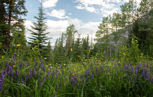 Picture forest, grass, trees, flowers, mountains, rocks, glade, chamomile